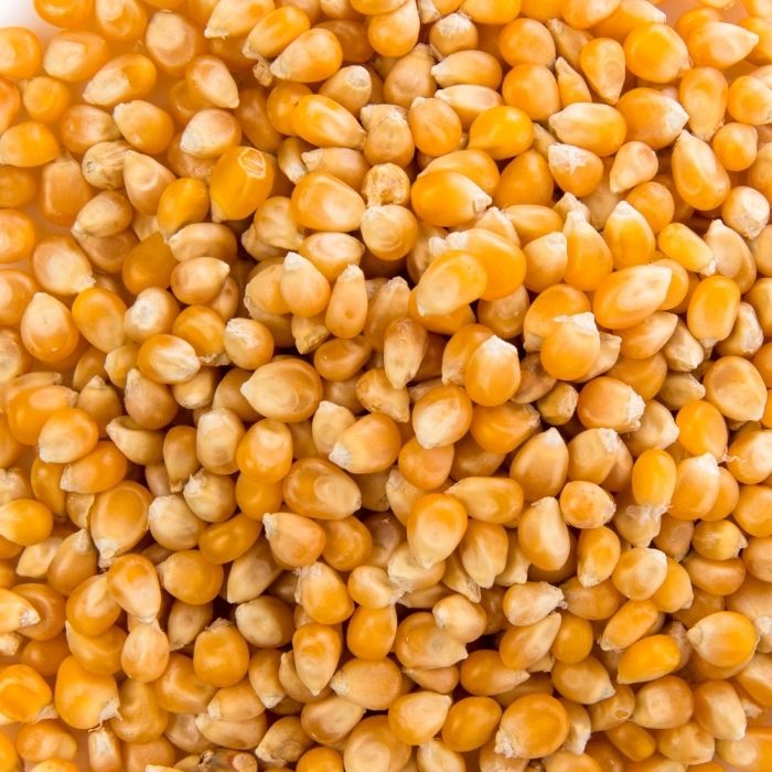 Maiz curagua