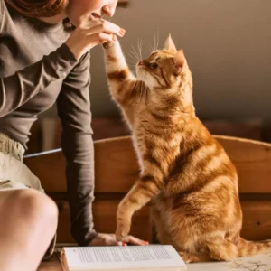 alimentos para mascotas